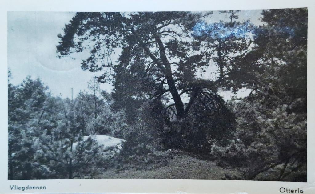 Fotokaart Otterlo - Vliegdennen, Ophalen of Verzenden, 1940 tot 1960, Gelopen, Gelderland