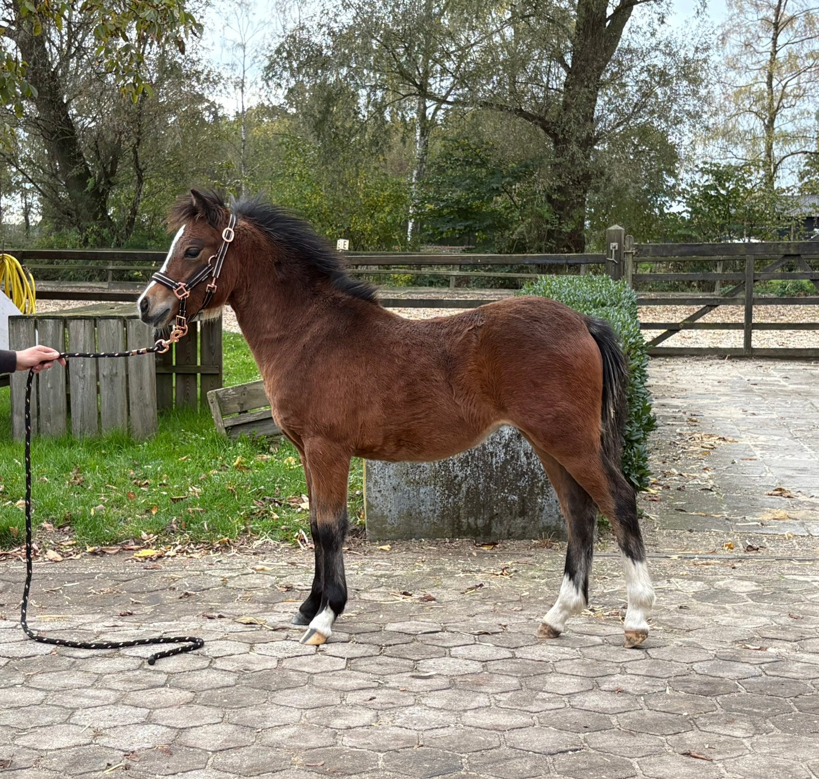 Apart welsh A bruin merrie veulen!!, Dieren en Toebehoren, Merrie, B pony (1.17m tot 1.27m), Ontwormd, 0 tot 2 jaar