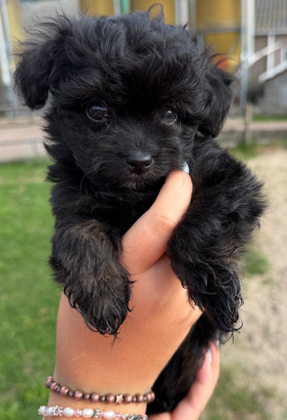 Pomchi x Toypoedel reu en teef, Overige rassen, 8 tot 15 weken, Meerdere, Meerdere dieren