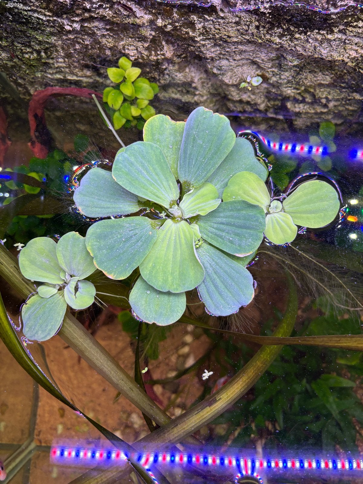 Pistia stratiotes 6 voor €2,50, Ophalen, Nieuw, Plant(en), Steen of Hout