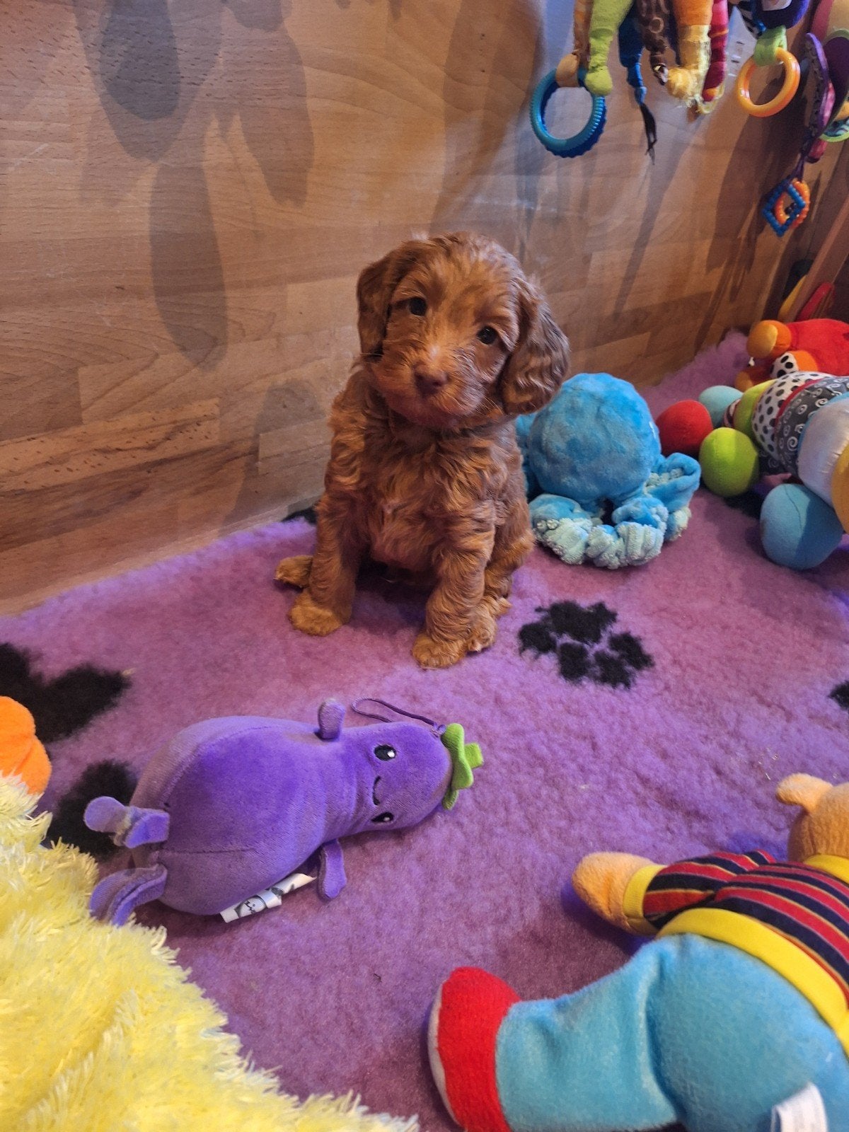 Prachtige mini/medium Australian labradoodle pups, Dieren en Toebehoren, Nederland, Overige rassen, 8 tot 15 weken, Meerdere
