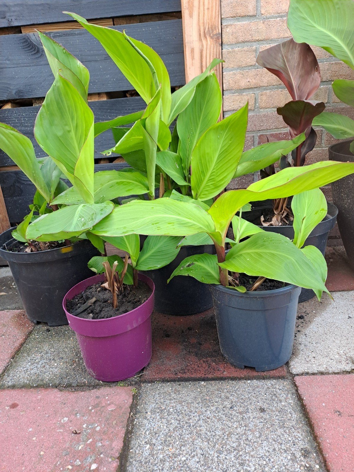 Canna  canna s planten tuin, Tuin en Terras, Planten | Tuinplanten, Ophalen, Overige soorten, Volle zon