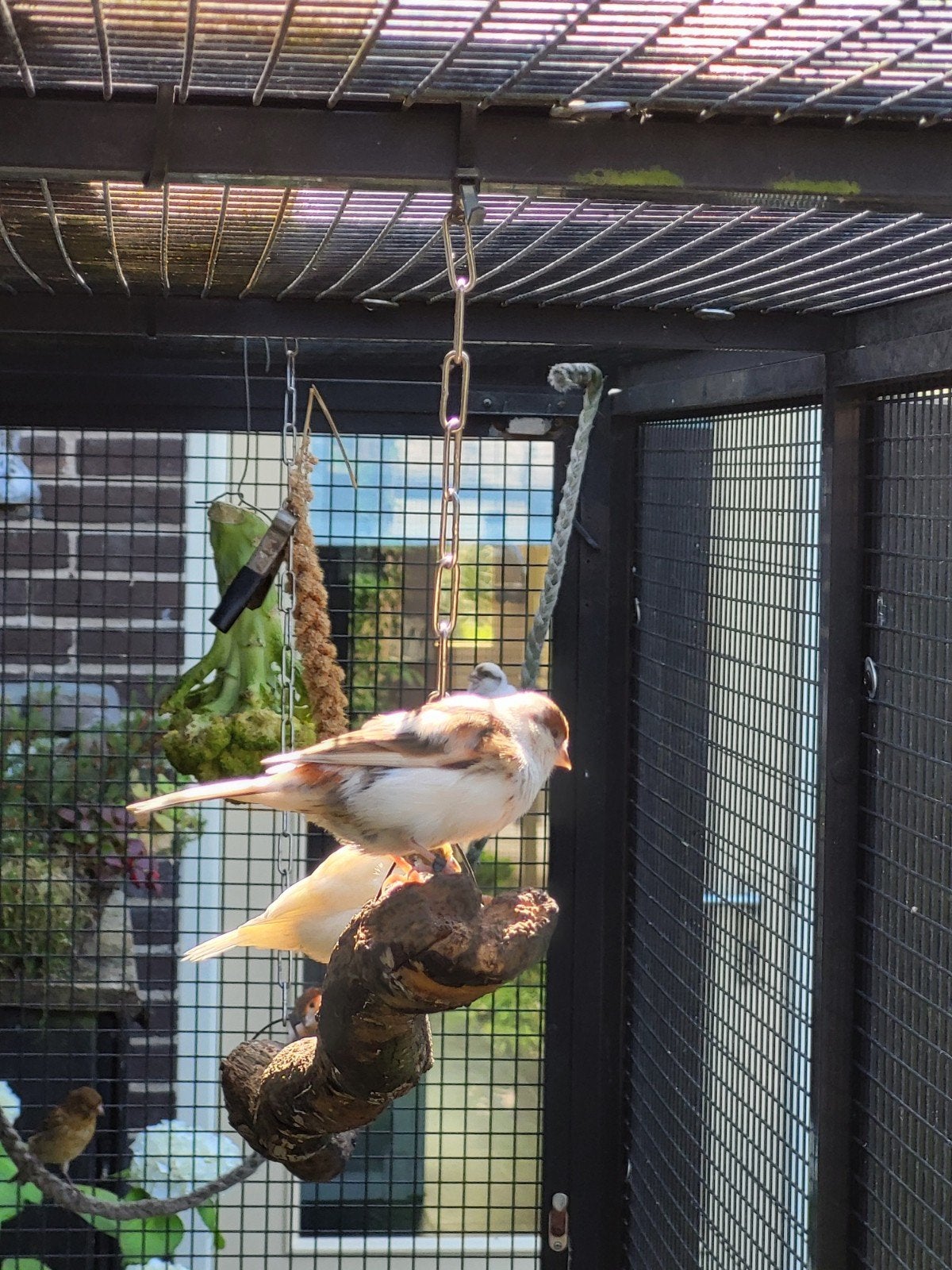 Twee harlekijn kanarie poppen, Vrouwelijk, Kleurkanarie