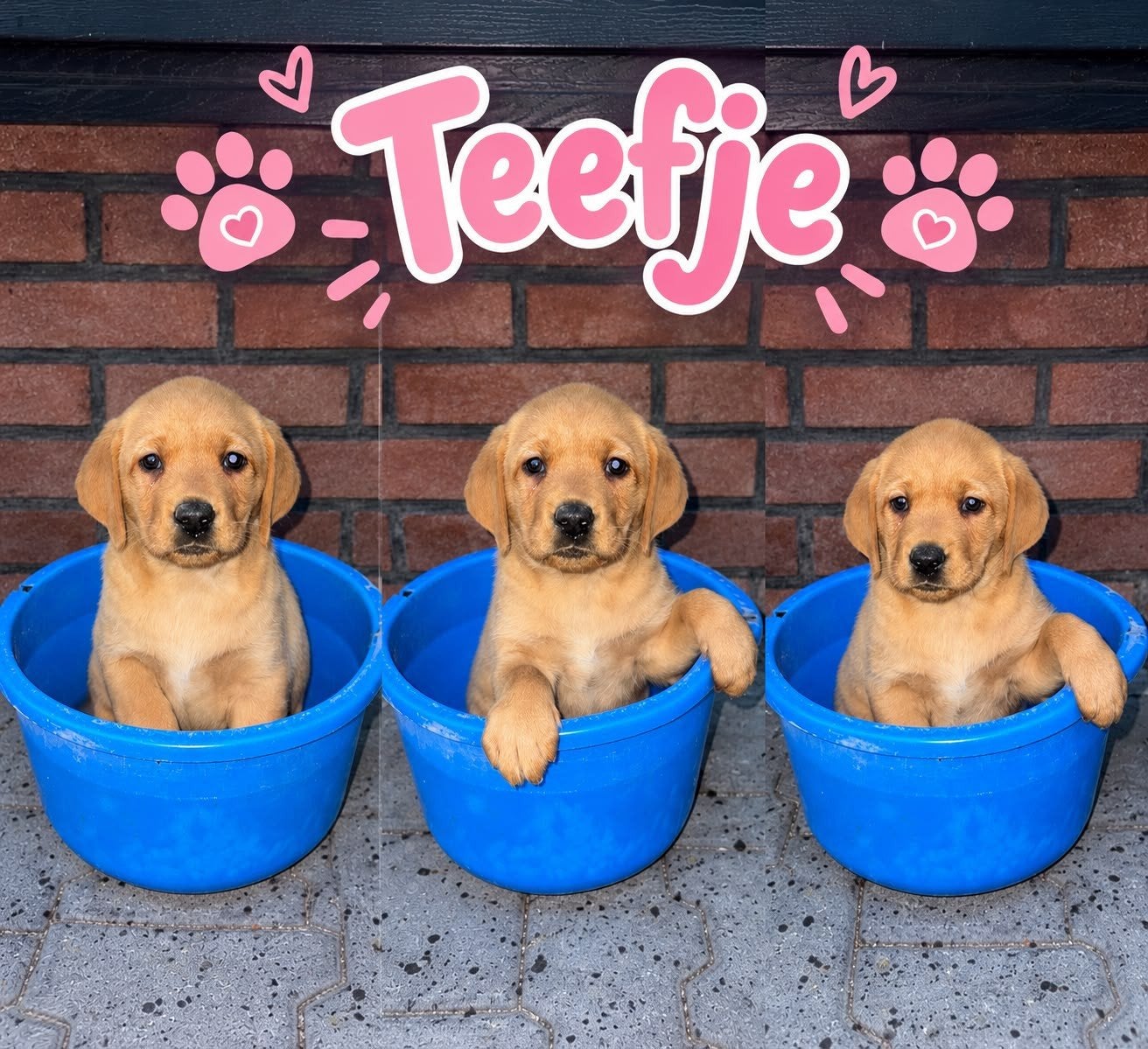 Mooie, lieve RedFox labrador pups te koop!, 8 tot 15 weken, Labrador retriever, Meerdere dieren, Eén hond