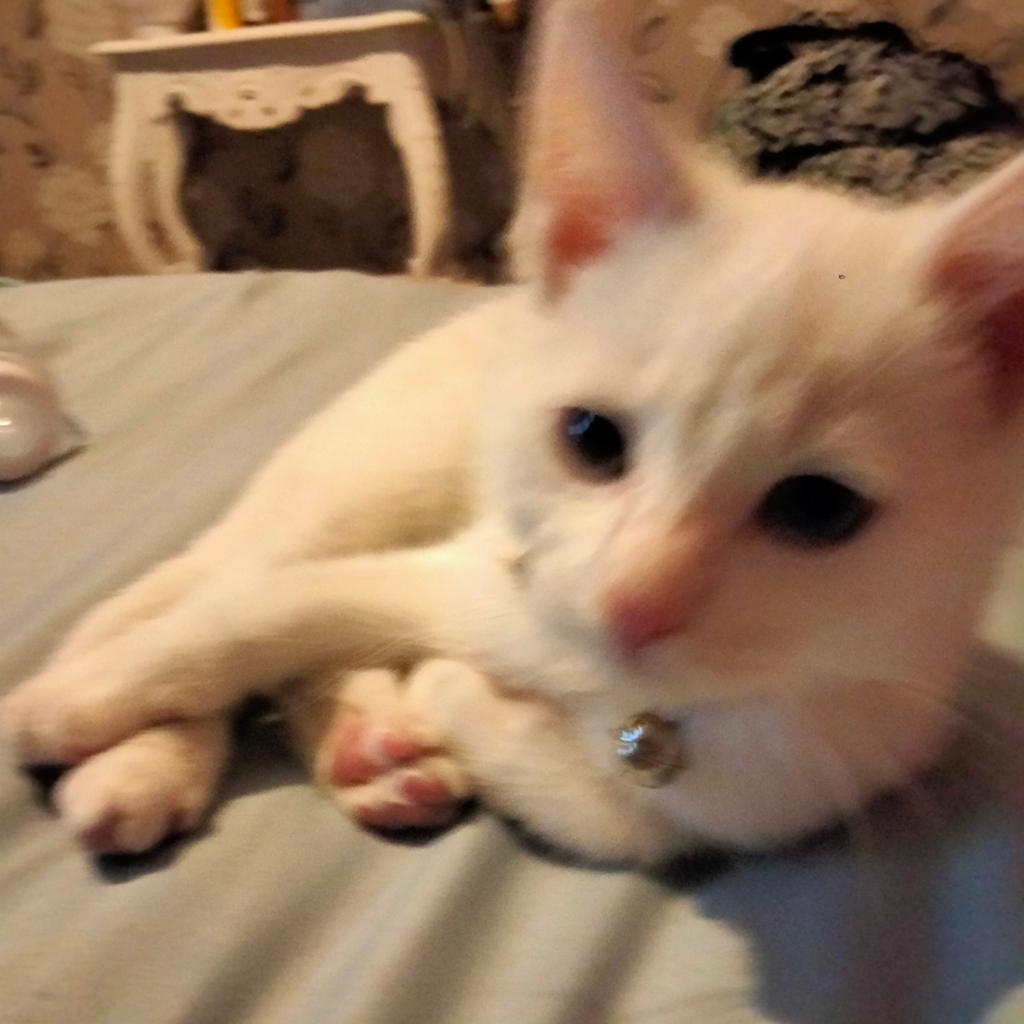 Turkse angora kat wit, Dieren en Toebehoren, Katten en Kittens | Overige Katten, Kater