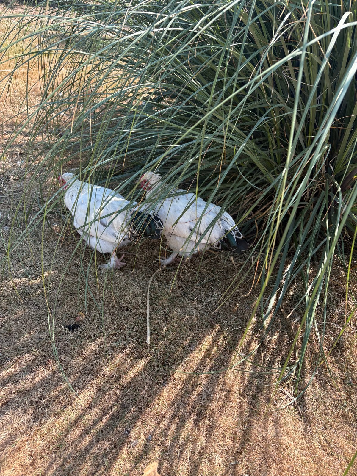 2xhaantjes, Dieren en Toebehoren, Pluimvee, Mannelijk, Kip