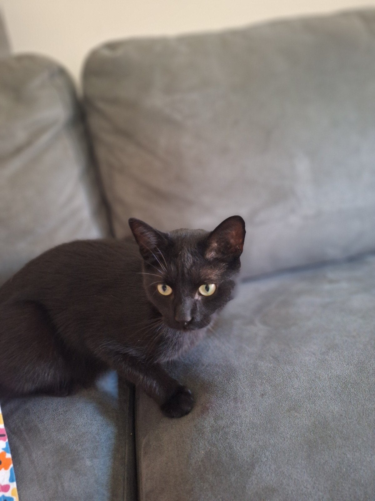 Katers, Dieren en Toebehoren, Kater, Gechipt