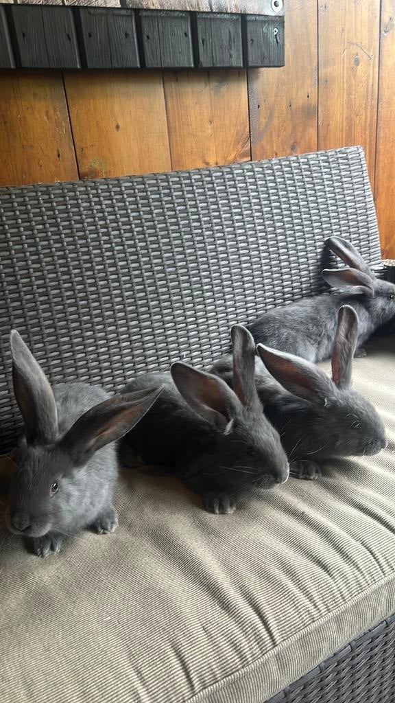 Vlaamse reuzen, Dieren en Toebehoren, Konijnen, Meerdere dieren, Groot