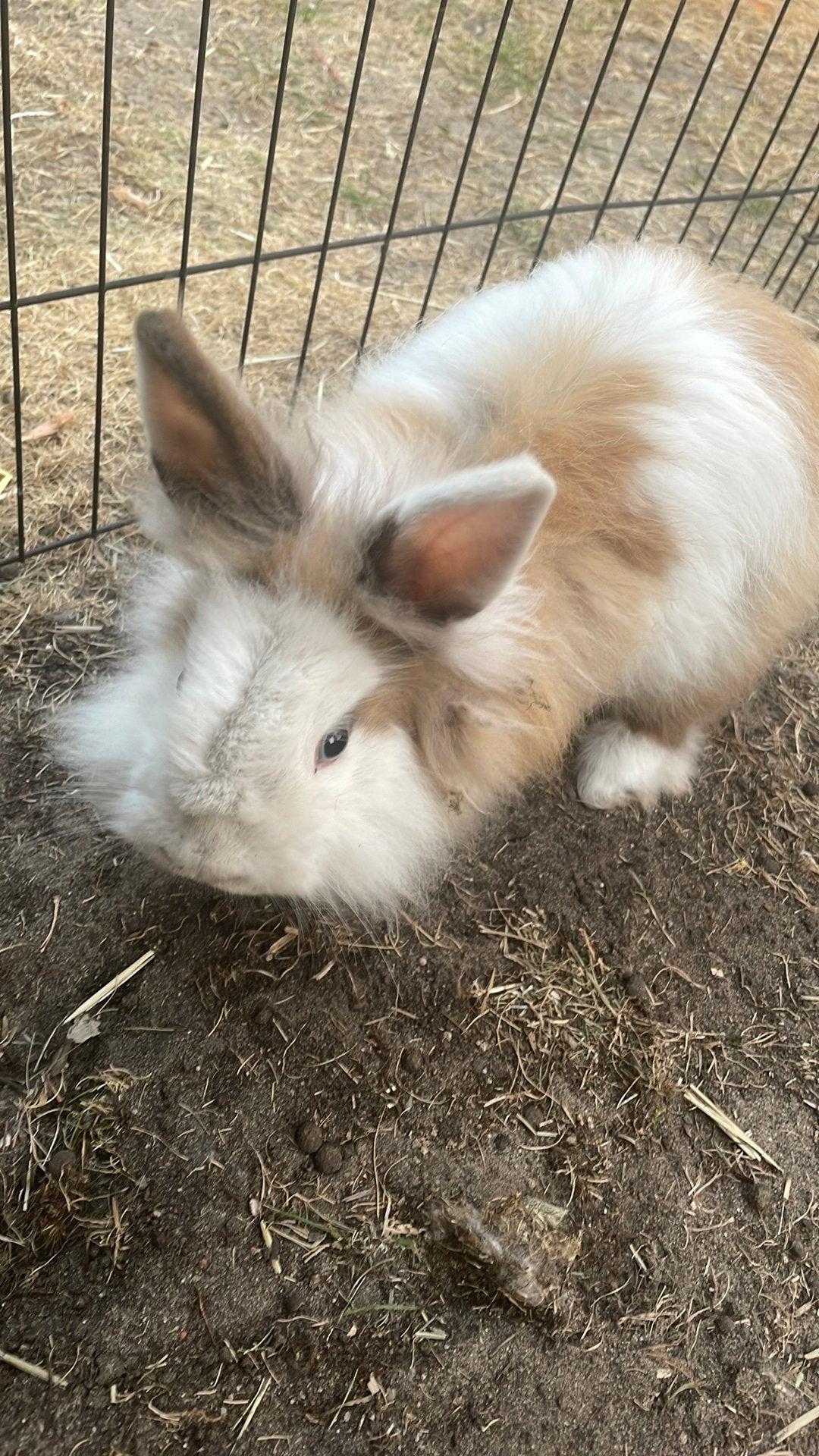 Konijn met hok, Dieren en Toebehoren, Konijnen, Mannelijk, Groot