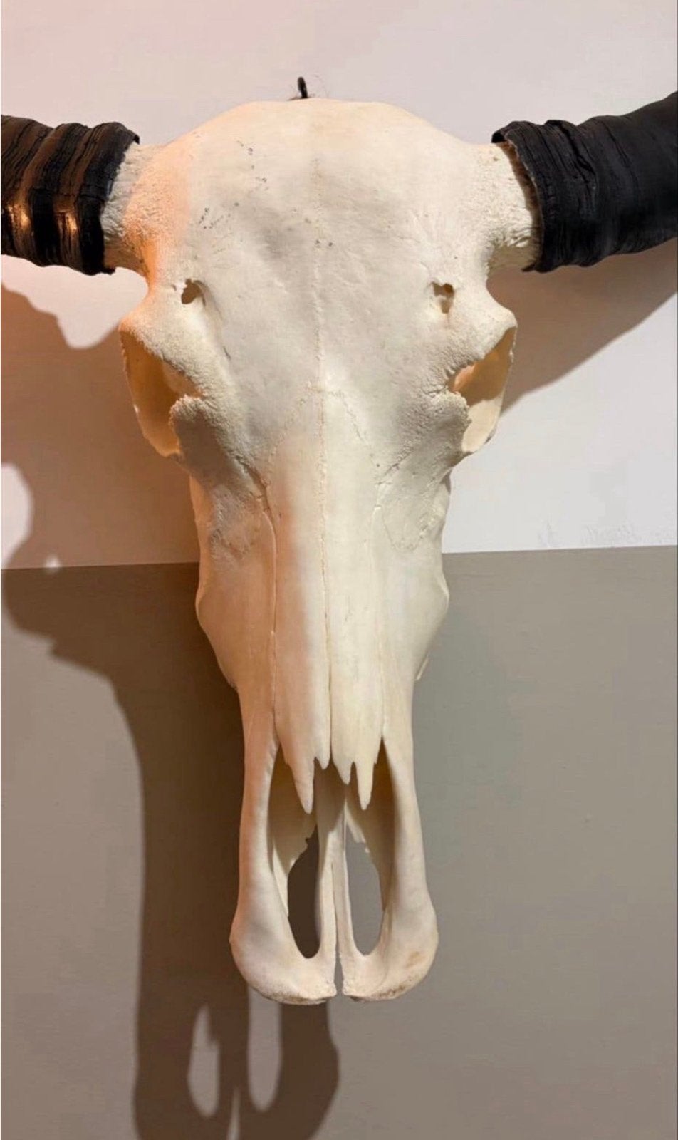 Decoratieve buffelschedel met hoorns, Ophalen, Zo goed als nieuw