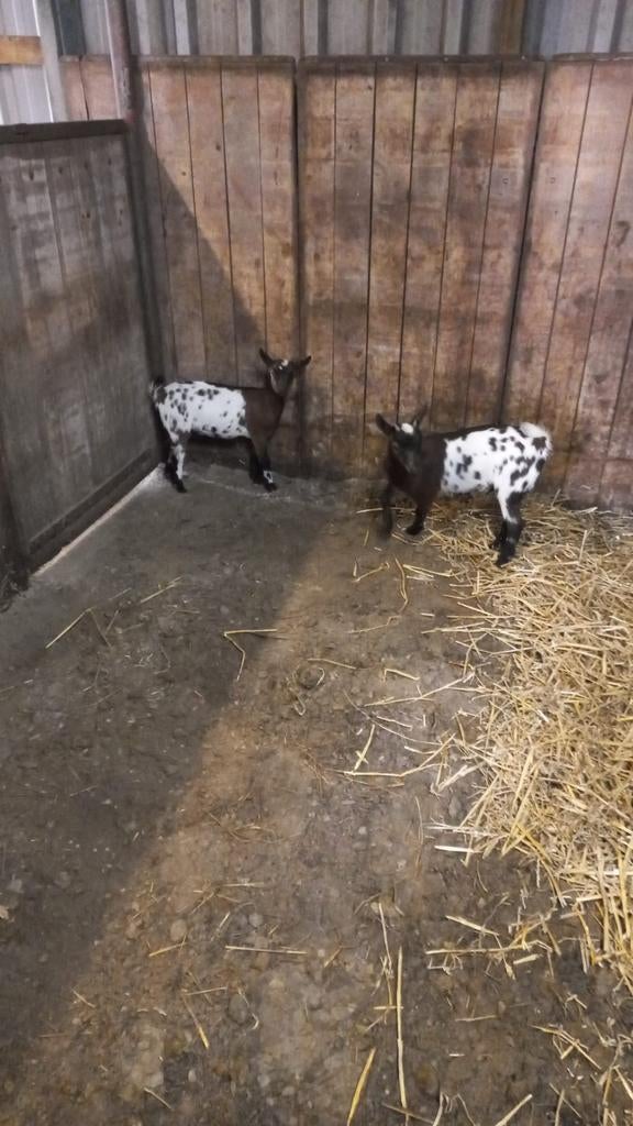 Geitjes, Dieren en Toebehoren, Schapen, Geiten en Varkens, Vrouwelijk, Geit