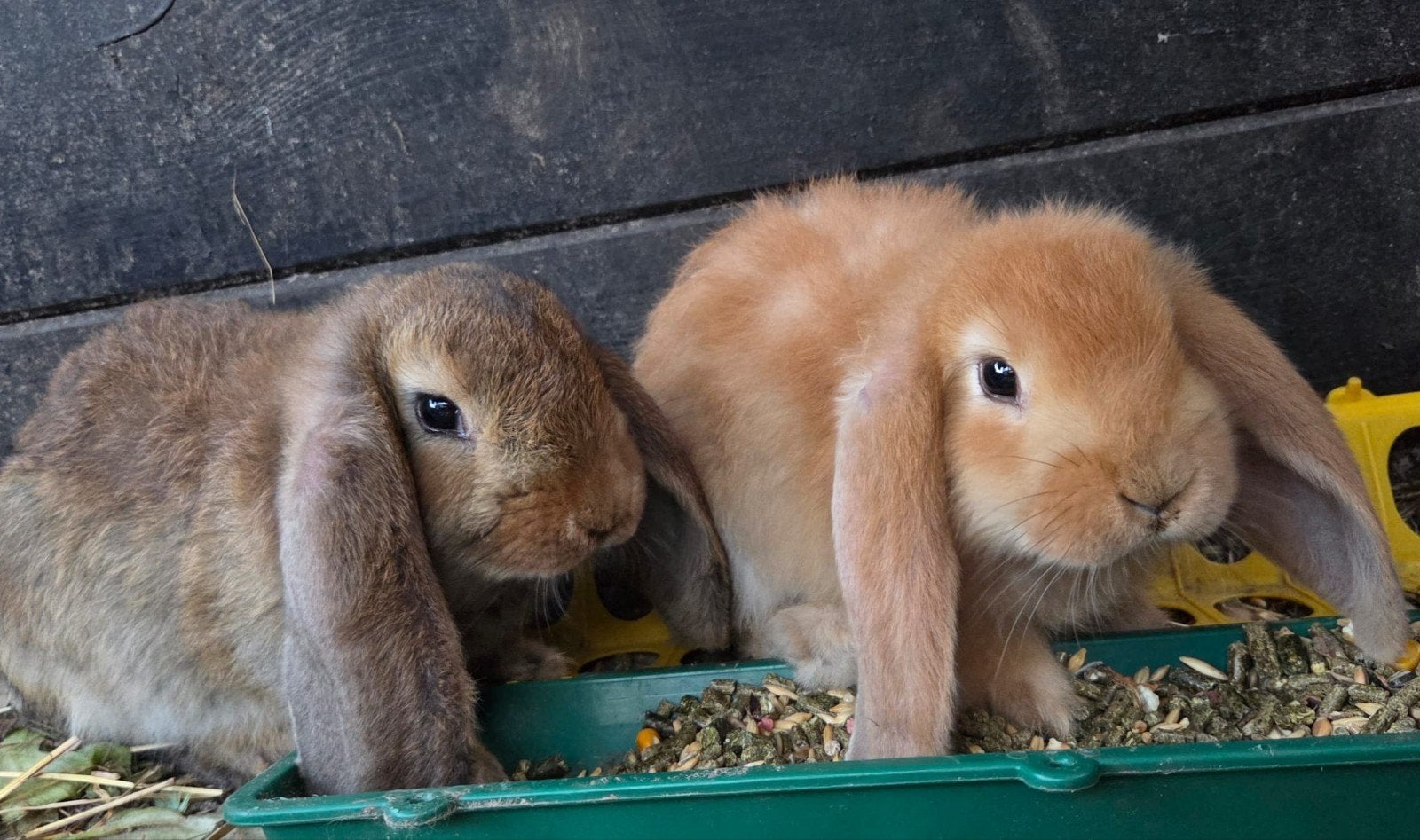 Mooi nestje Franse hangoren, Dieren en Toebehoren