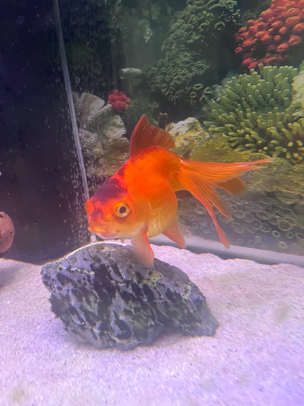 Sluierstaart goudvis met spoed, Vis, Zoetwatervis