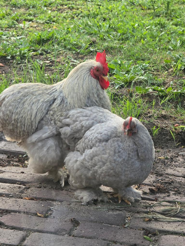Koppel cochin kriel parelgrijs, Dieren en Toebehoren, Meerdere dieren, Kip