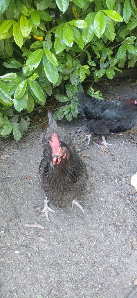 3 marans kippen 3 jaar oud, Dieren en Toebehoren, Pluimvee, Vrouwelijk, Kip