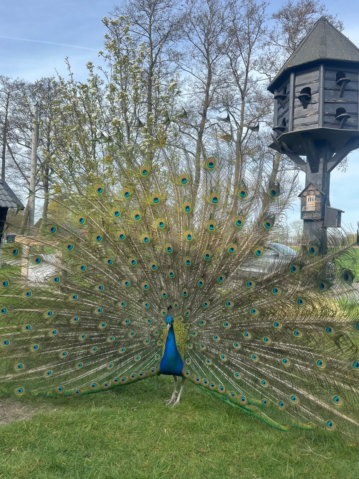 Blauwe Pauw kuikens, Meerdere dieren, Kip
