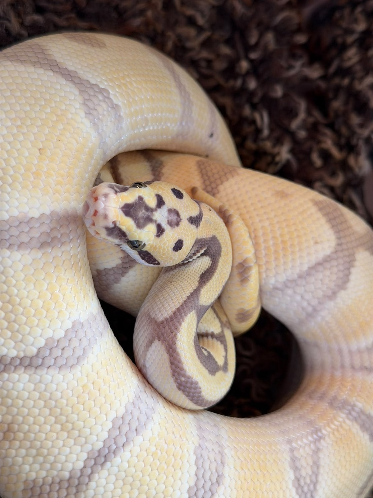 1.0 Super enchi pastel desert ghost Ball Python photo 2