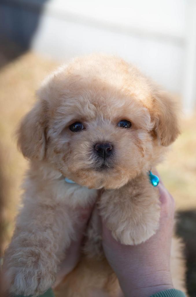 Toy Poodle Reutje (Red, Klein Formaat) – Lucky, Dieren en Toebehoren, Poedel, Reu, 8 tot 15 weken, Buitenland