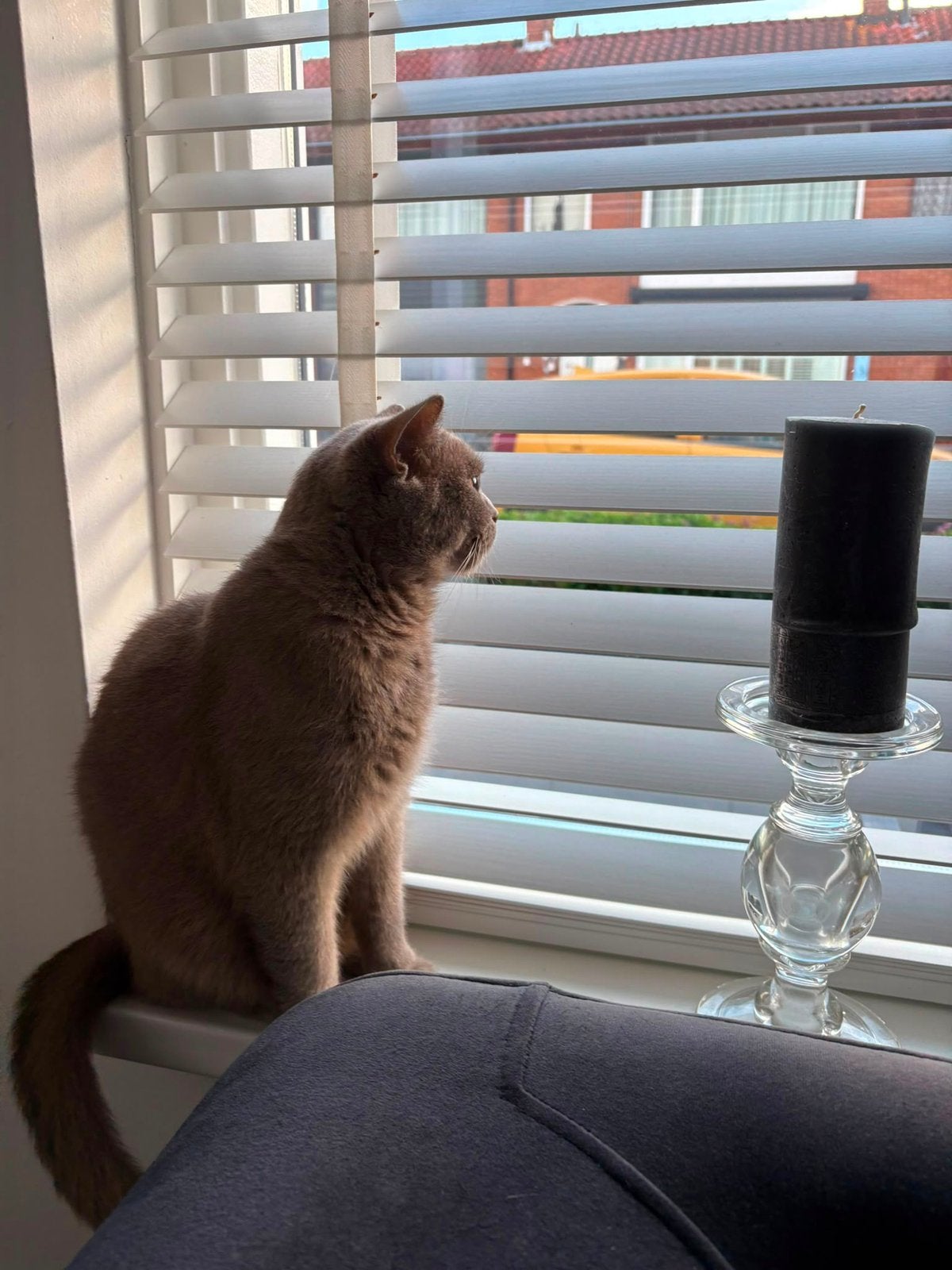 Sila is opzoek naar een nieuwe huisje, Poes, Gechipt, 3 tot 5 jaar