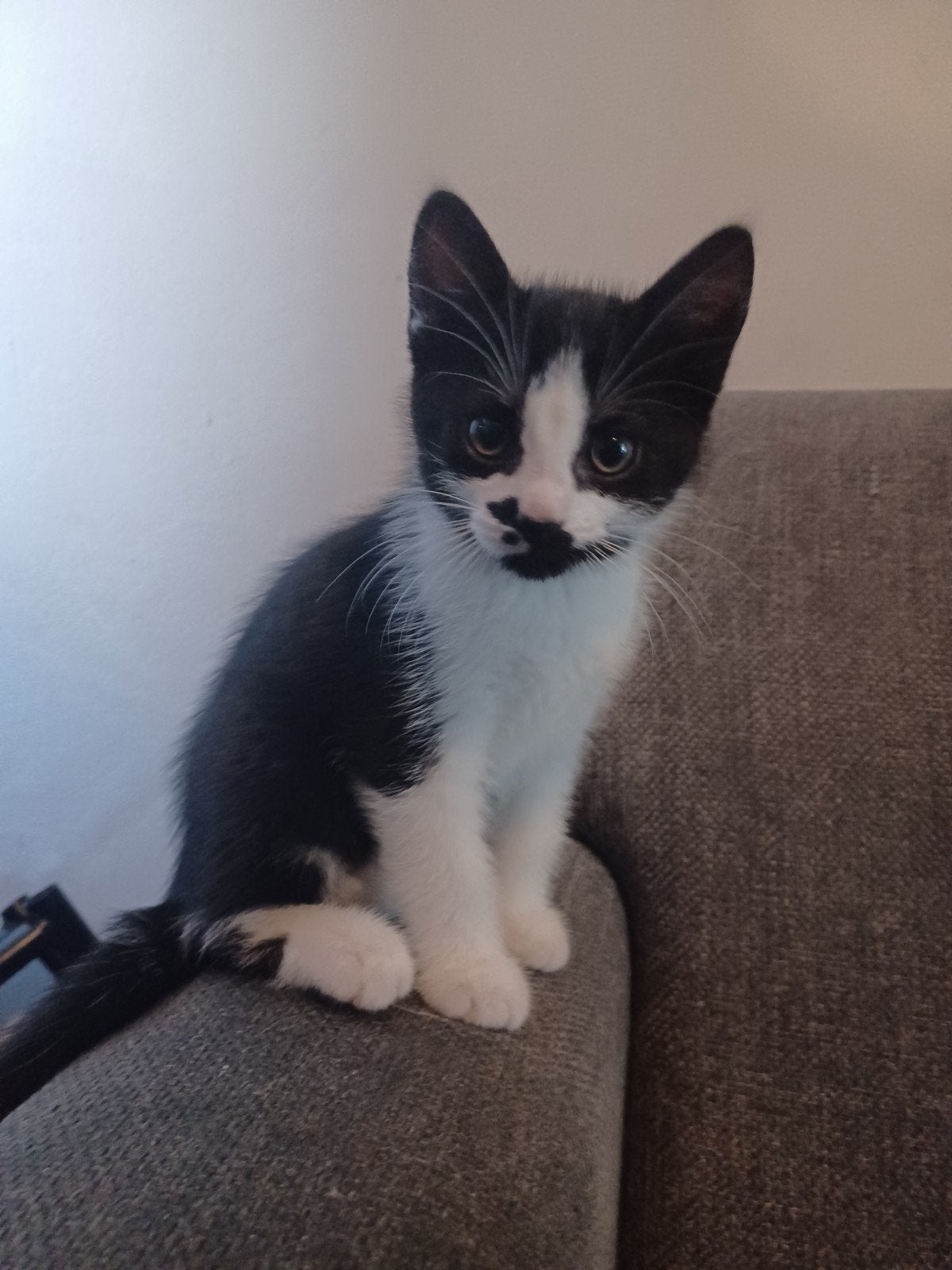x maine coon kittens, Dieren en Toebehoren, Katten en Kittens | Raskatten | Langhaar, Meerdere dieren, Ontwormd, 0 tot 2 jaar
