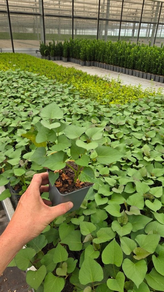 Partij 300x Zoete Aardappel planten - super goedkoop, Ophalen of Verzenden, Vaste plant, Groenteplanten, Volle zon