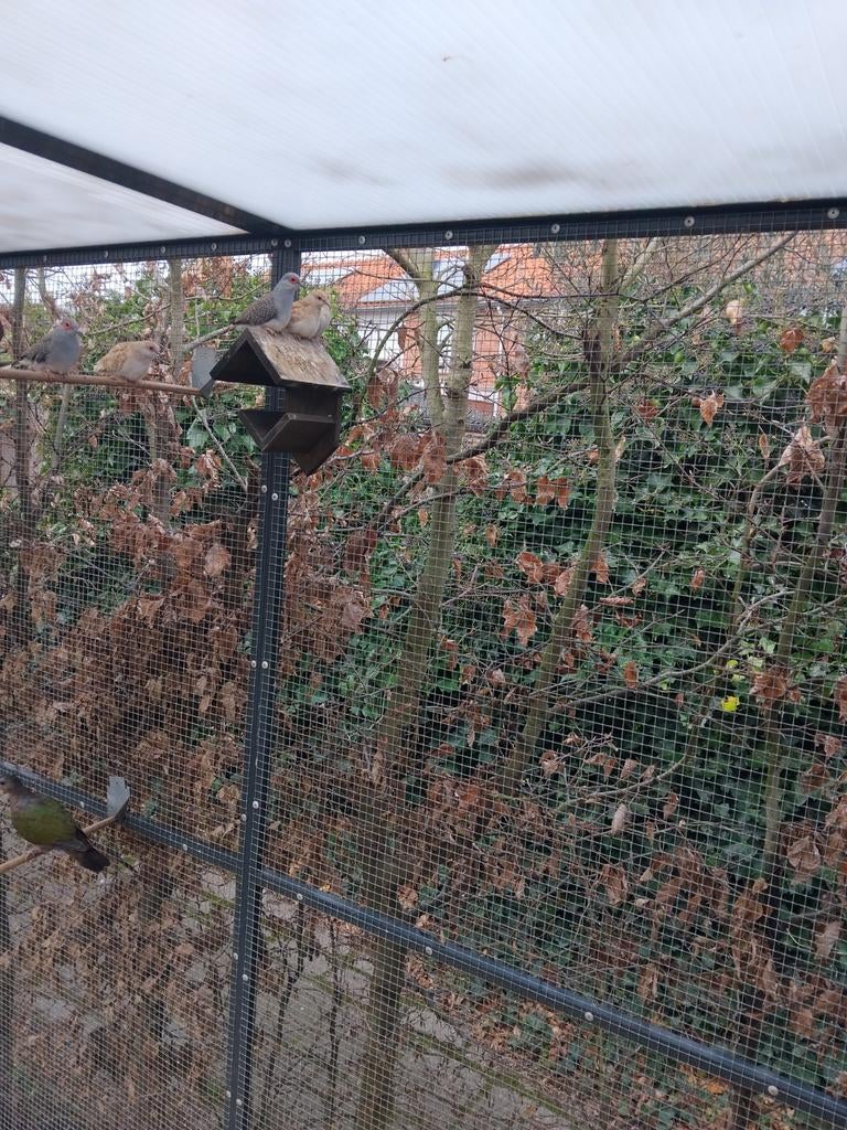 Te koop diamant duifjes, Dieren en Toebehoren, Vogels | Duiven, Meerdere dieren, Overige soorten