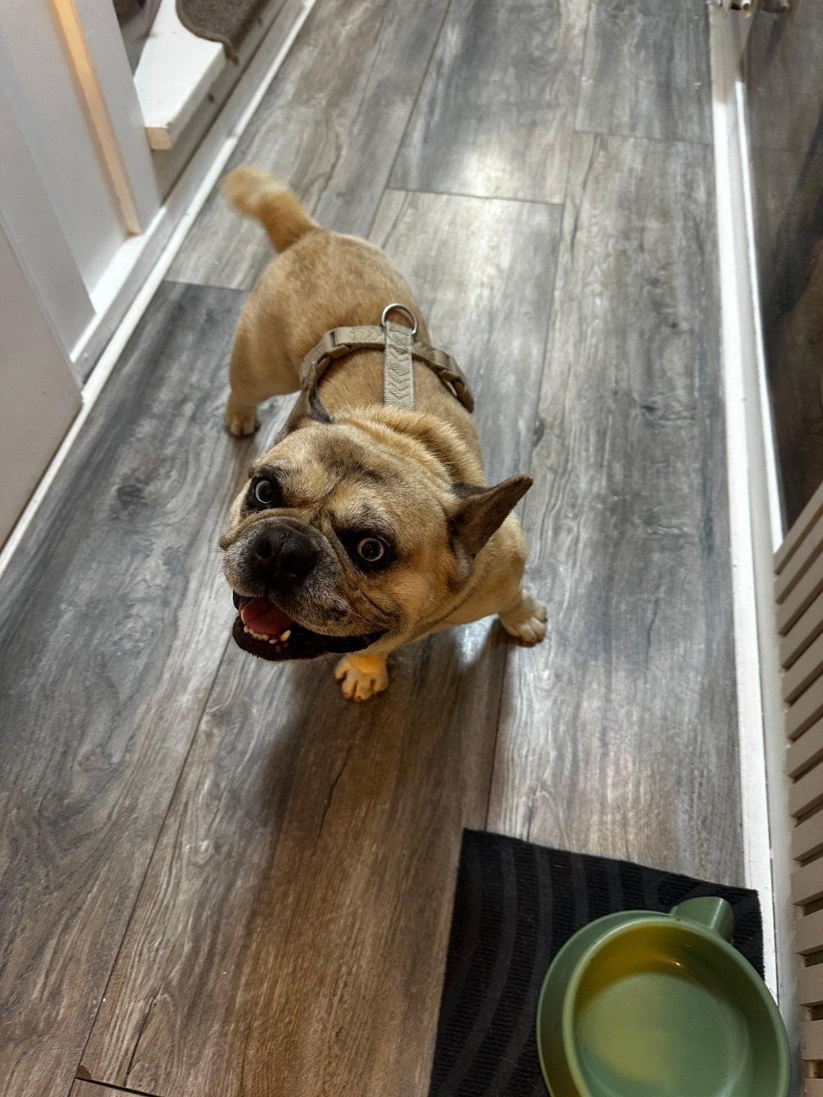 Franse bulldog, Dieren en Toebehoren, Honden | Bulldogs, Pinschers en Molossers, Reu, Parvo, Bulldog, Eén hond