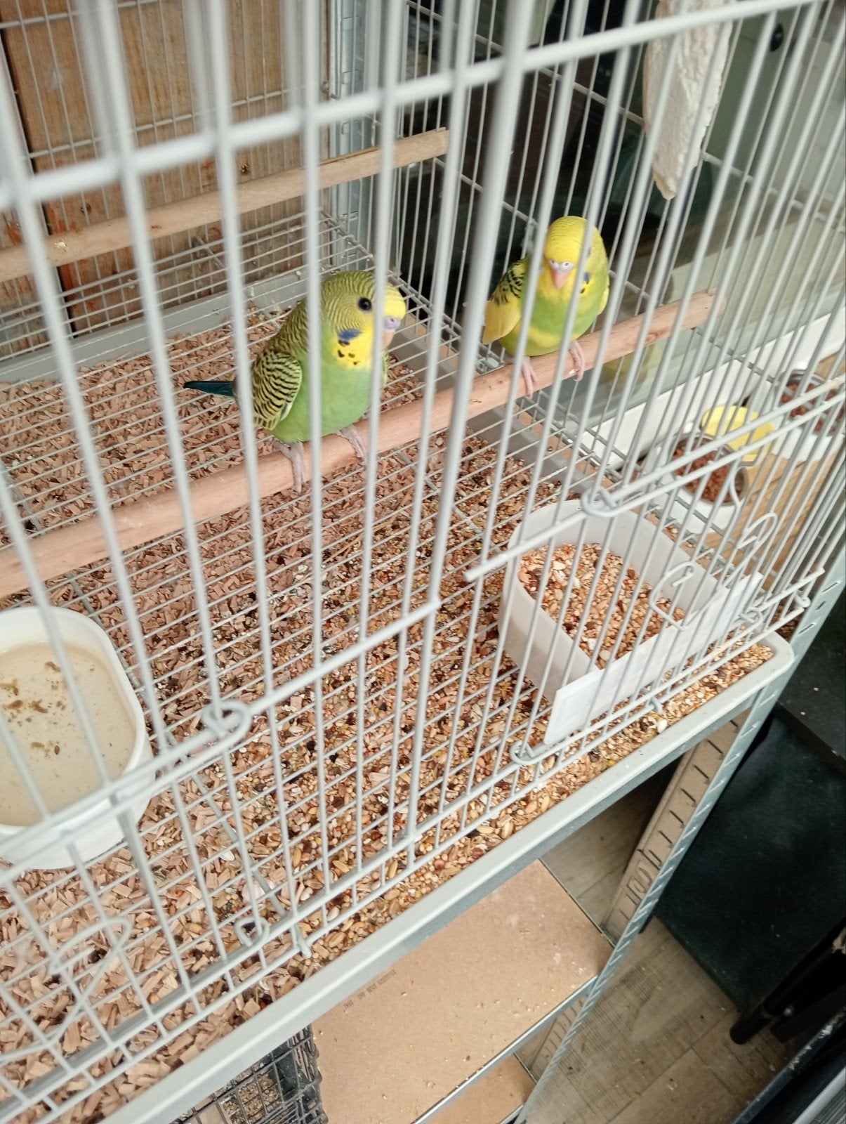 Baby grasparkieten, Dieren en Toebehoren, Geslacht onbekend, Parkiet