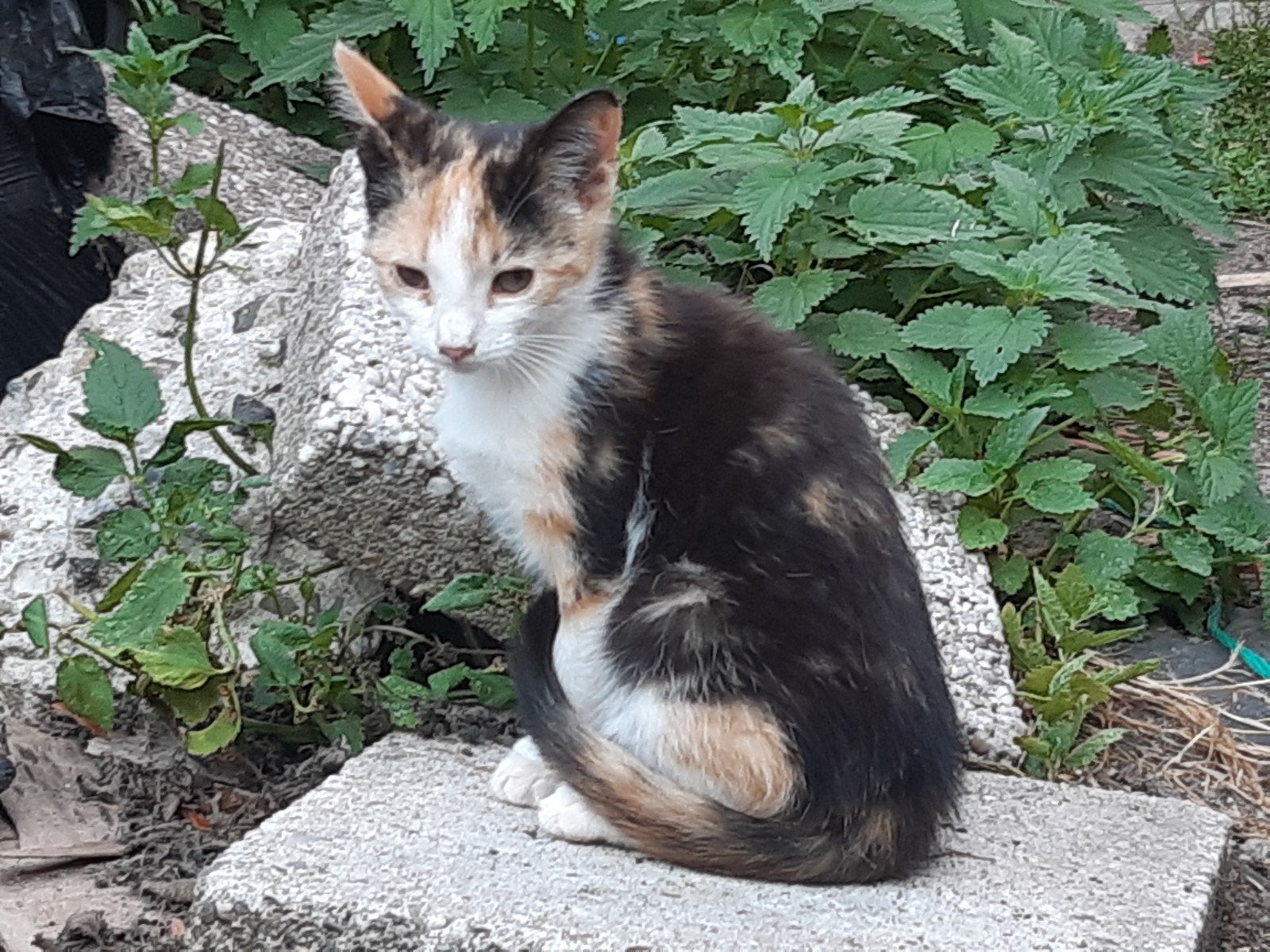 Kitten, Meerdere dieren, Kortharig, 0 tot 2 jaar