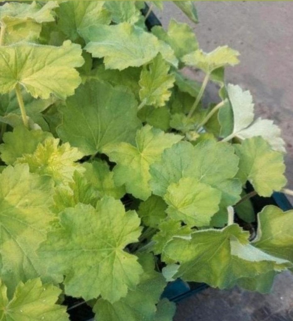 Heuchera villosa macrorrhiza, Volle zon, Vaste plant, Lente, Ophalen