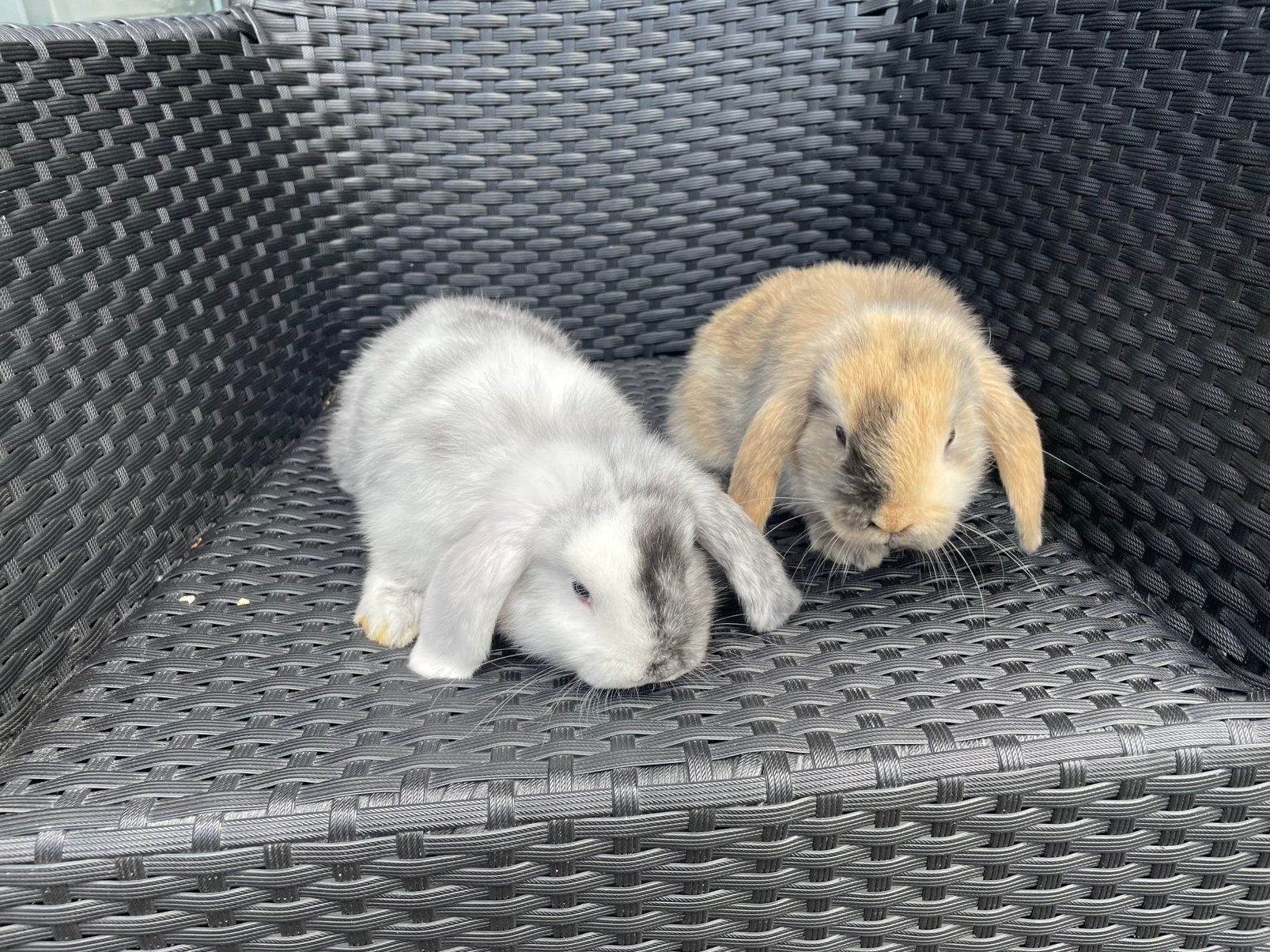 Schitterende Jonge Dwerghangoor Konijntjes, Dieren en Toebehoren, Meerdere dieren, Dwerg, Hangoor