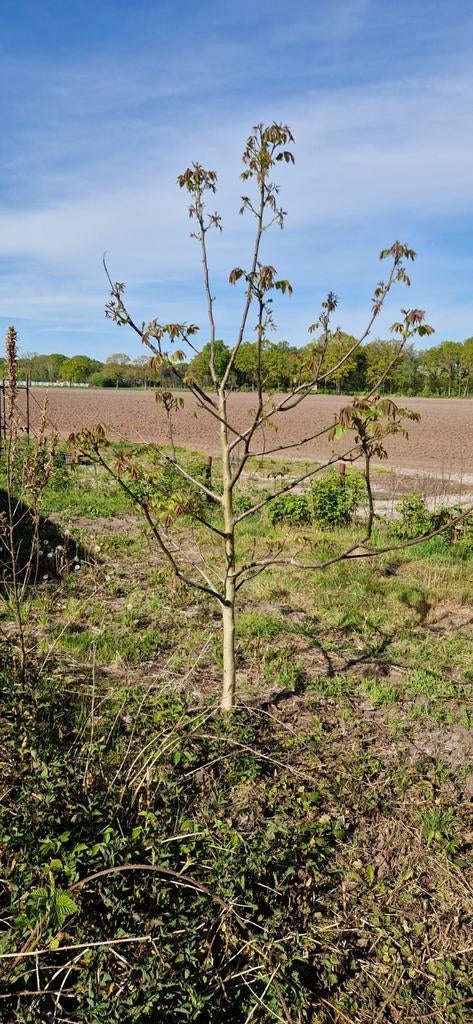 Walnotenboompjes - diverse maten, Ophalen, Overige soorten, 100 tot 250 cm