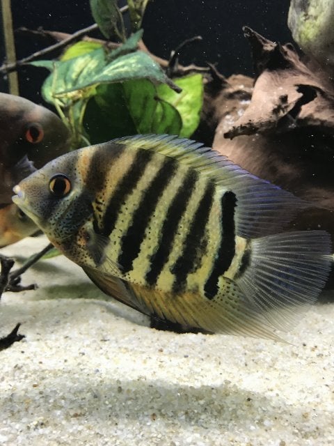 Aquariumvissen, Vis, Zoetwatervis
