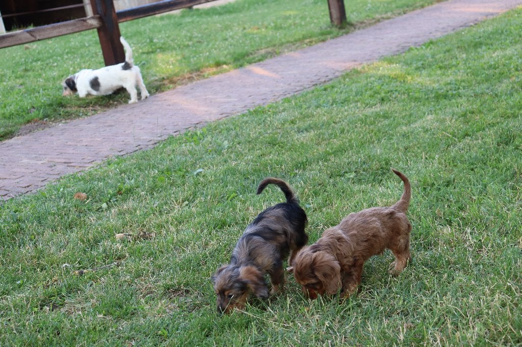Knappe teckel pups te koop, Standaard, Nederland, 8 tot 15 weken, Korthaar