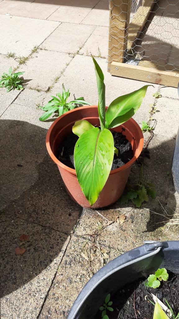 Bananen plant, Tuin en Terras, Planten | Tuinplanten, Ophalen, Overige soorten, Volle zon