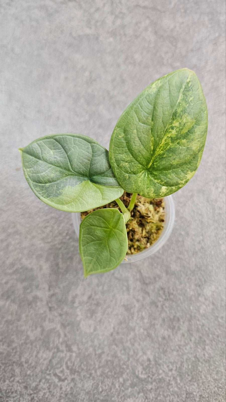 Alocasia 'Silver Dragon' Aurea/GoG Variegata, Ophalen of Verzenden, Halfschaduw, Minder dan 100 cm