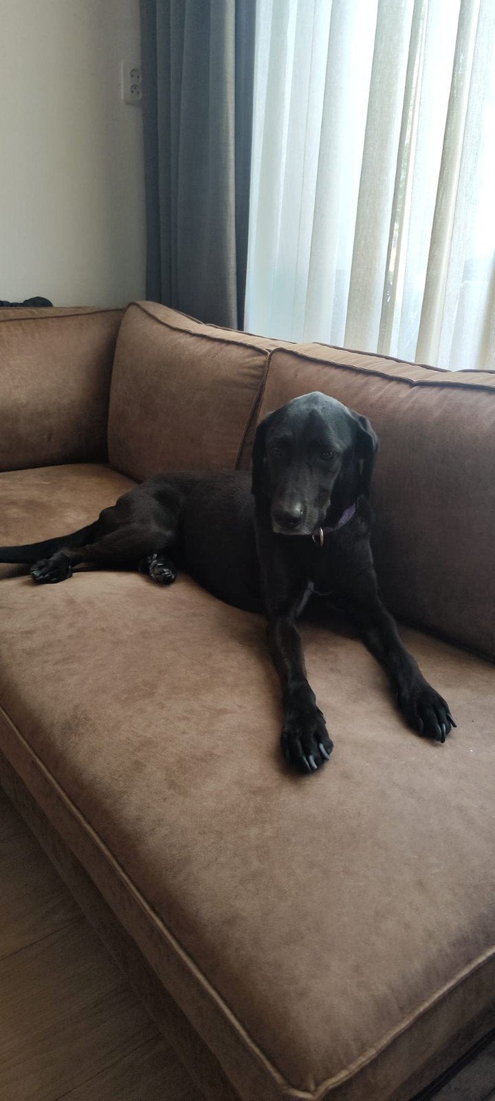 Herplaatsing honden., Dieren en Toebehoren, Overige rassen, Parvo, Meerdere, Meerdere dieren