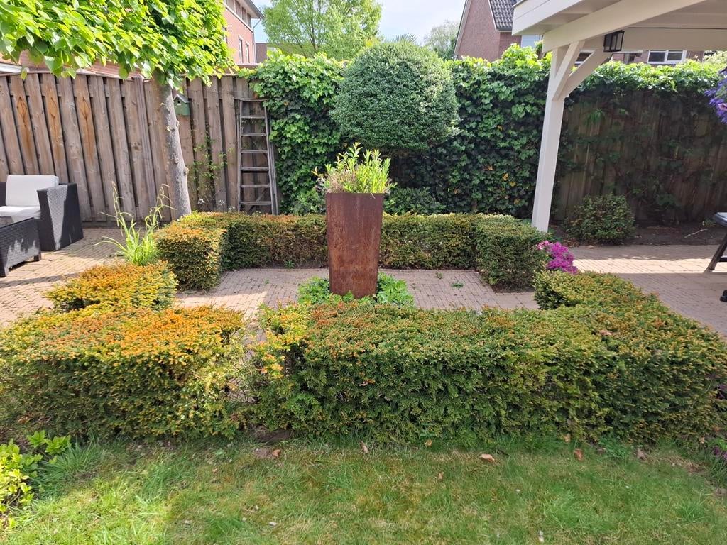 Gratis Taxus heg - zelf uitgraven, Tuin en Terras, Vaste plant, Bloeit niet, Halfschaduw, Ophalen