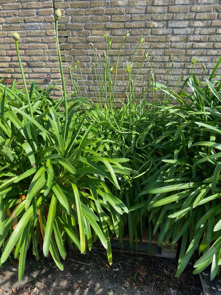 Agapanthus (Afrikaanse lelie), Volle zon, Vaste plant, Zomer, Ophalen