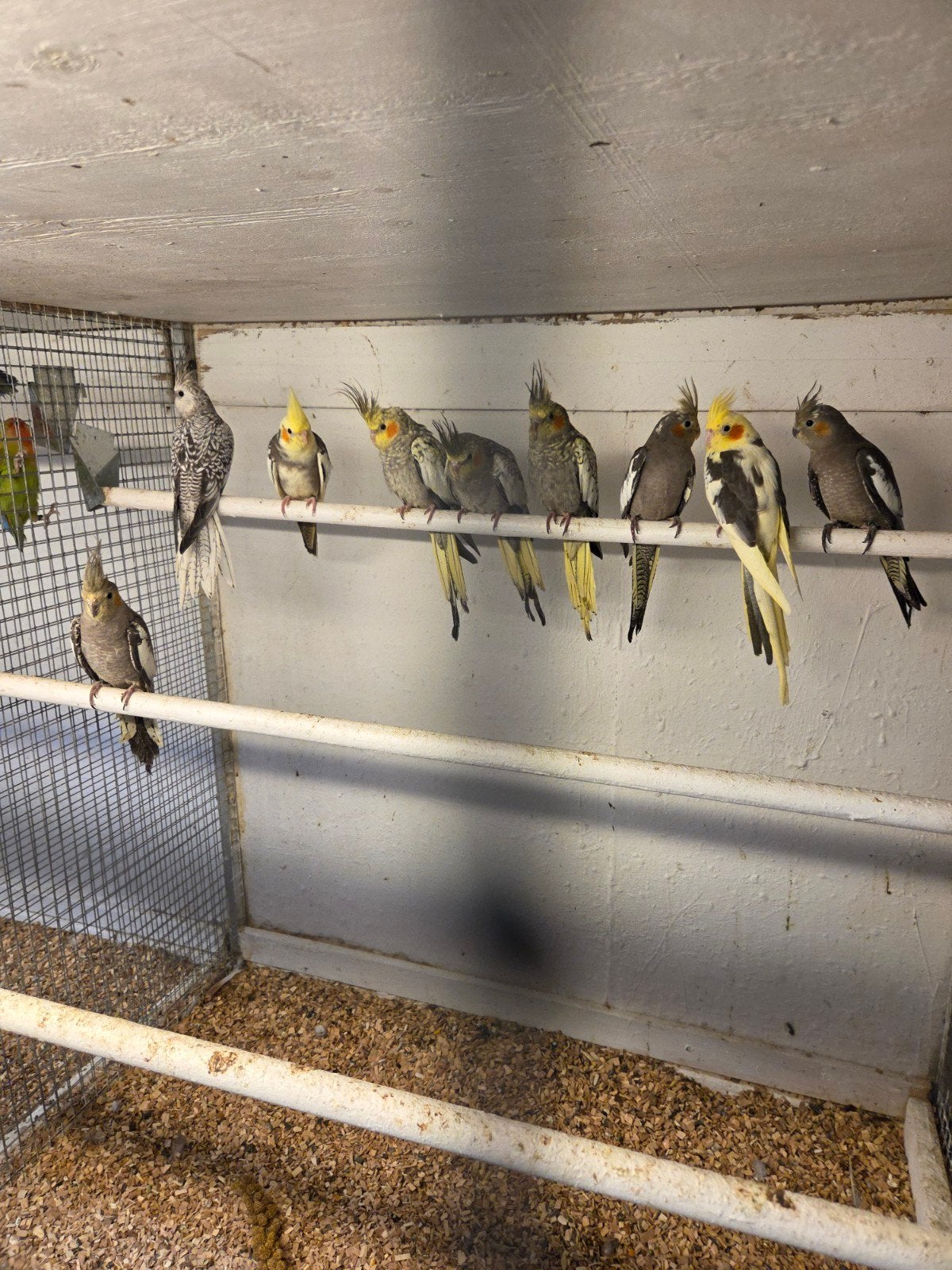 jonge valkparkieten, Dieren en Toebehoren, Meerdere dieren, Parkiet