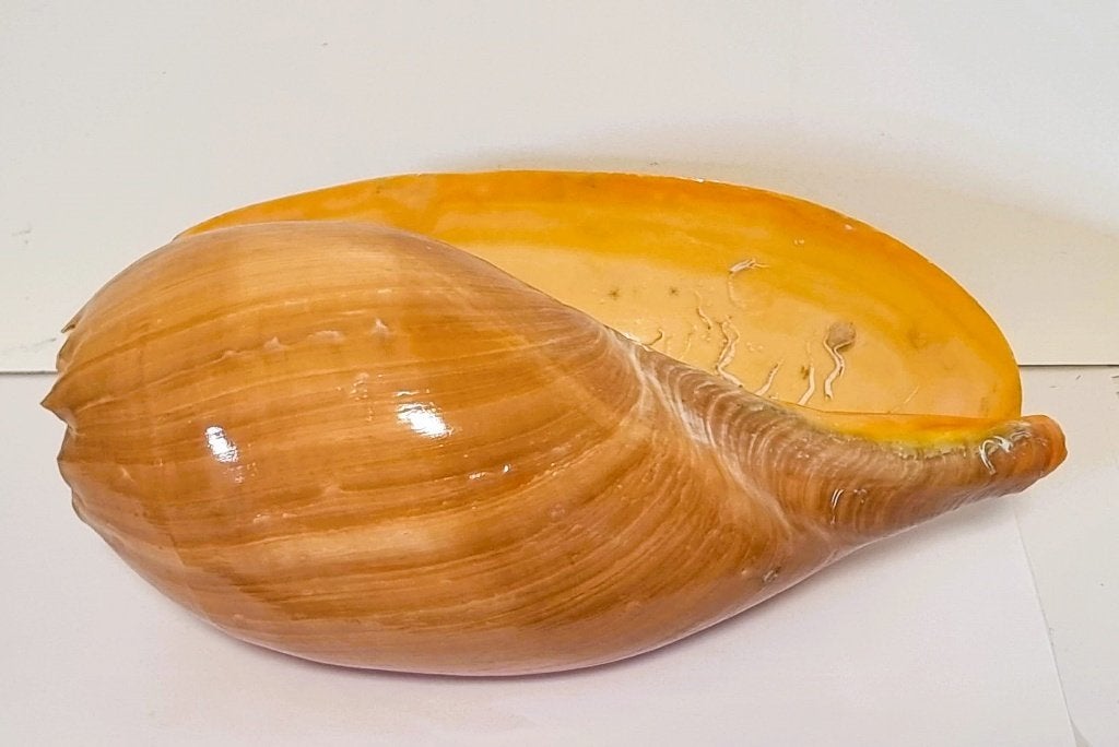Grote Meloen Schelp /Meloen Schell op standaard., Ophalen of Verzenden, Schelp(en)