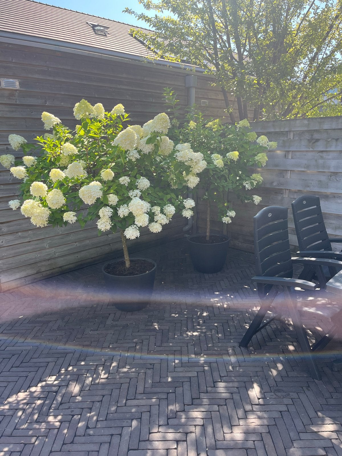 2 Pluimhortensia bomen (zonder pot), Tuin en Terras, Planten | Bomen, Overige soorten, 100 tot 250 cm, Volle zon, Zomer, Ophalen