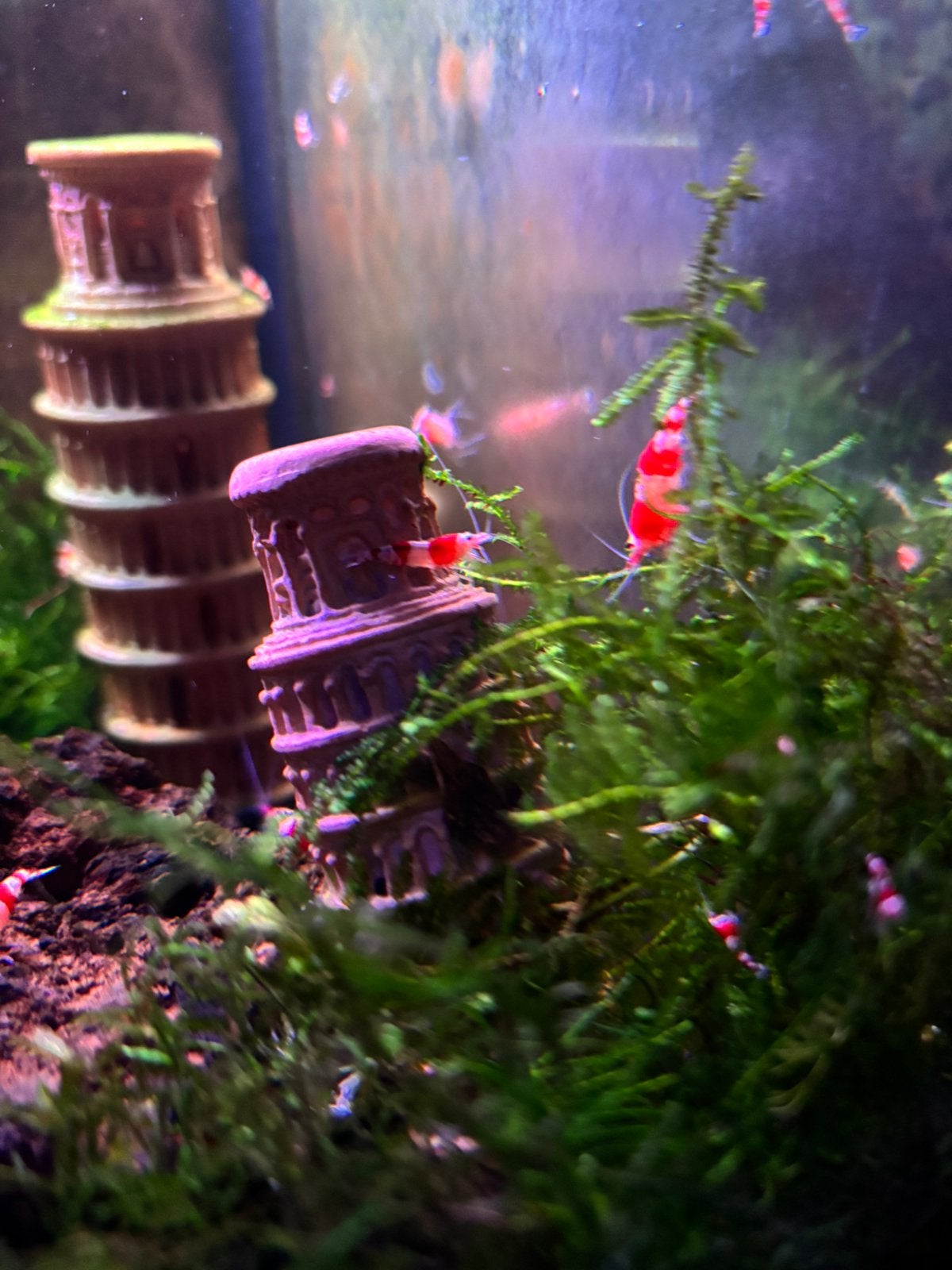 Crystal red garnalen, Dieren en Toebehoren, Kreeft, Krab of Garnaal