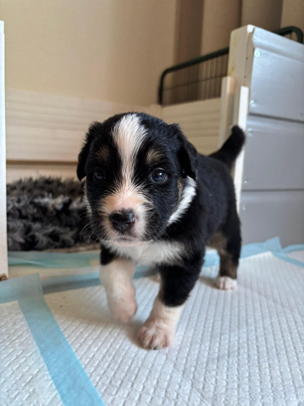 Australian shepherd pups, Dieren en Toebehoren, 8 tot 15 weken, Parvo, Meerdere, Meerdere dieren