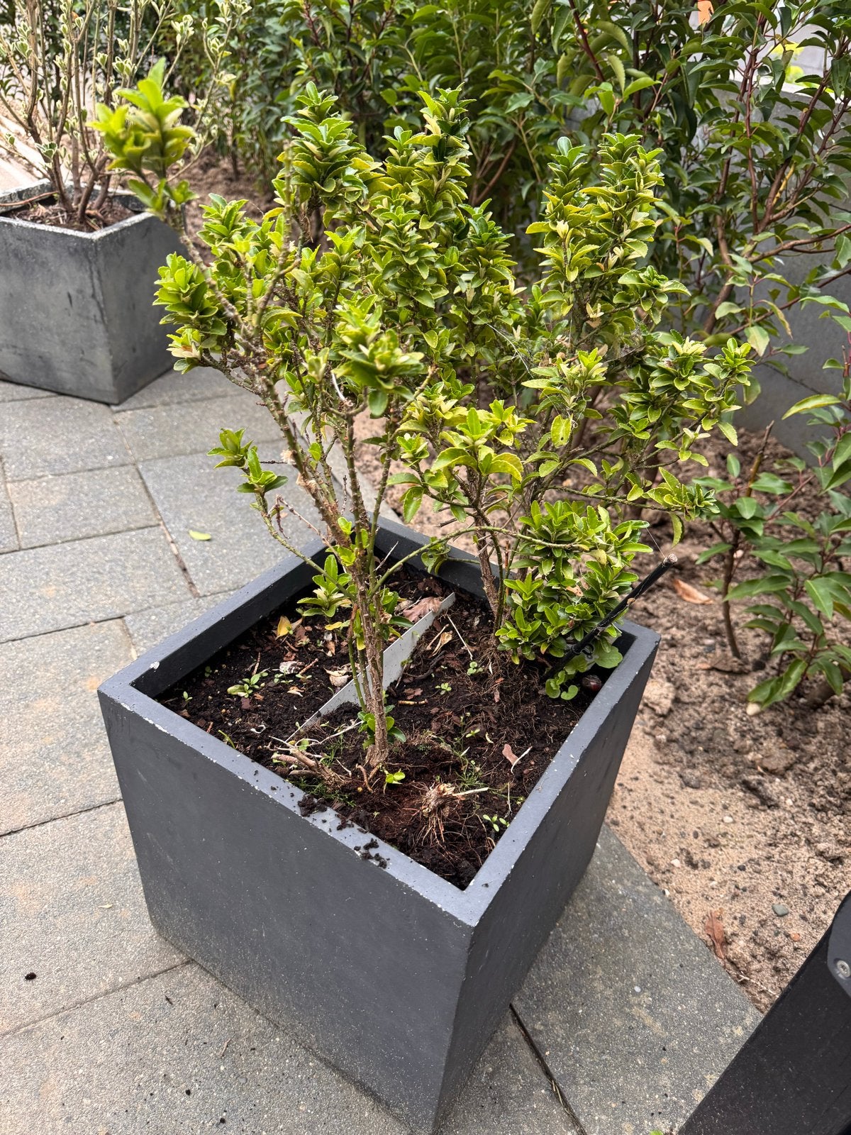 Mooie plantenbak met buxus - Ideaal voor tuin of balkon, Ophalen, Gebruikt, Balkon, Minder dan 60 cm