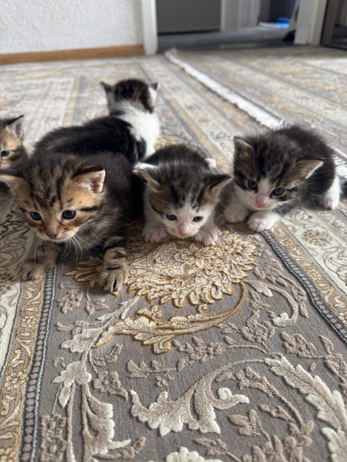 Kitten, Meerdere dieren