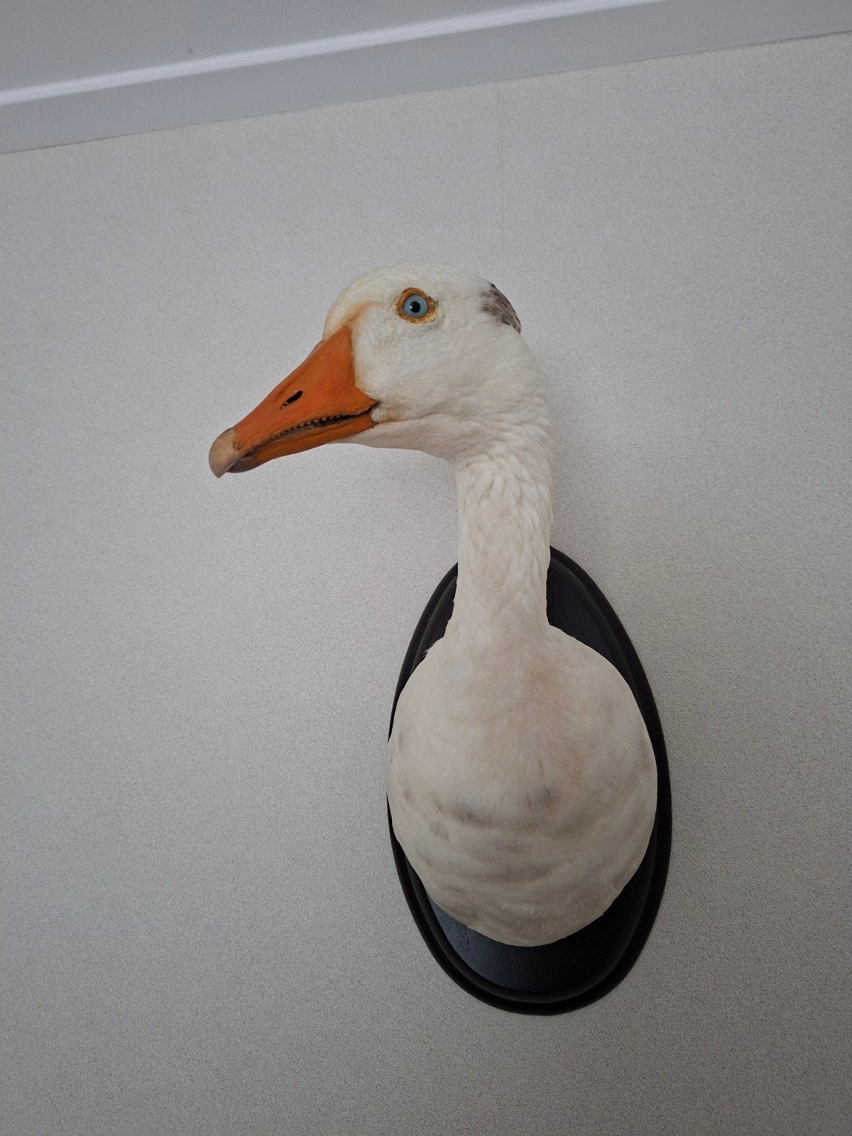 Opgezette gans - Uniek decoratiestuk, Ophalen, Zo goed als nieuw, Vogel, Opgezet dier
