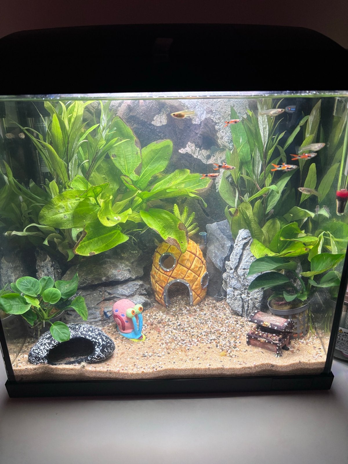 Aquarium met toebehoren, Ophalen, Zo goed als nieuw, Gevuld zoetwateraquarium
