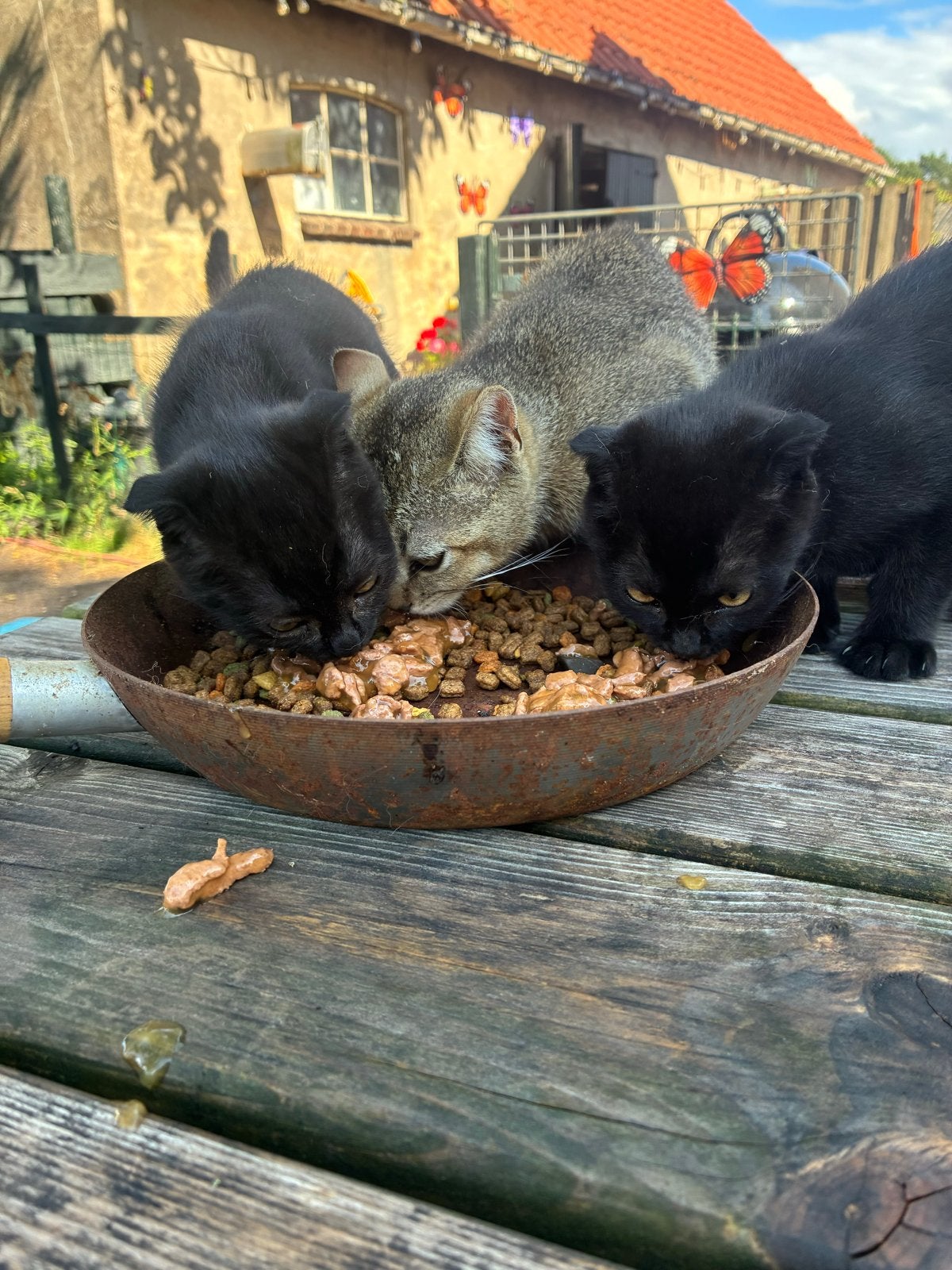 Britse korthaar kittens