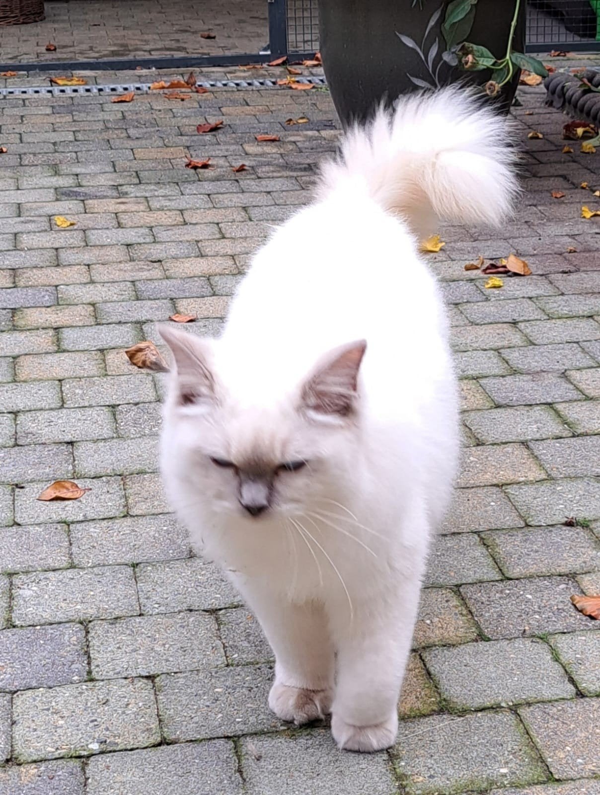 Ragdoll kittens met stamboom, Meerdere dieren, Met stamboom, 0 tot 2 jaar